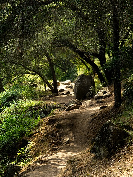 The trail passes through a dense riparian area.