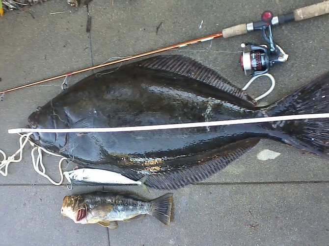 Ten-pound test and good luck landed this 40-inch halibut...which cost the fisherman his cell phone
