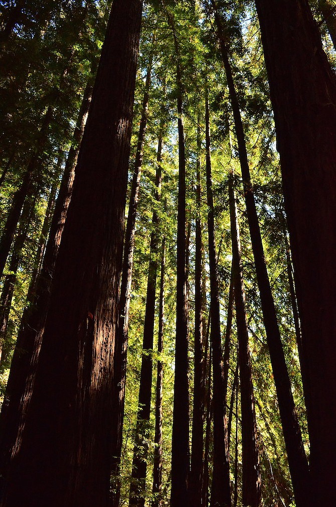 The always awe-inspiring coast redwoods (sequoia sempervirens) of Big Sur State Park, Big Sur, California, September 2015.  