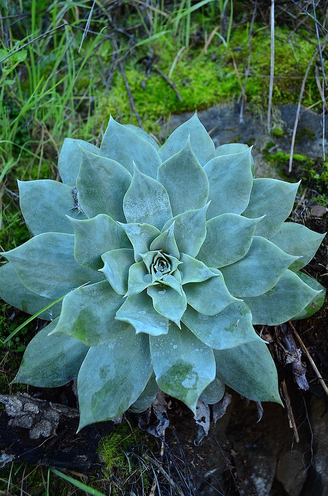 Chalk-leaf dudleya (Dudleya pulverulenta), Los Penasquitos Preserve.  December 2015.  The plant's leaves, covered with a epicuticular "wax," prevent evaporation of water.  