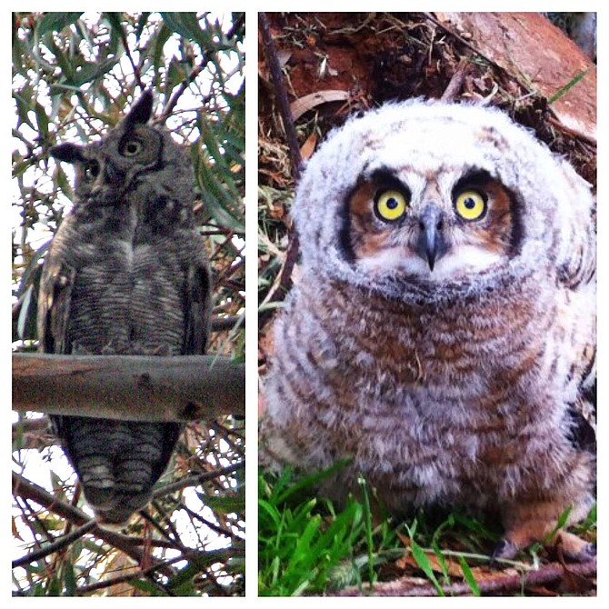 Photos of owls taken within South Park's 28th Street canyon.