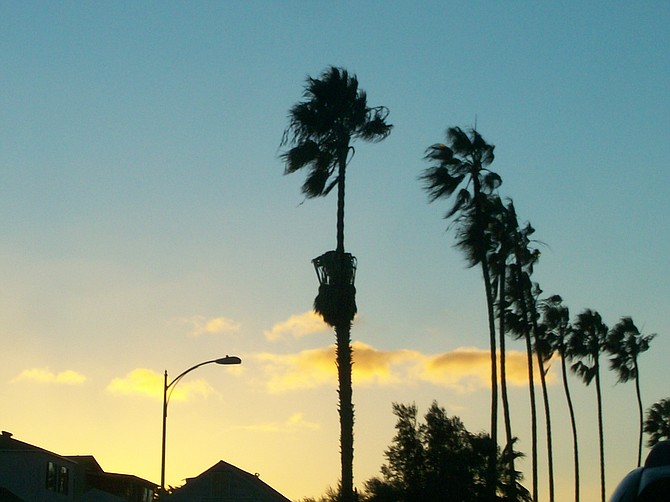 Palm trees in Ocean Beach at sunset.