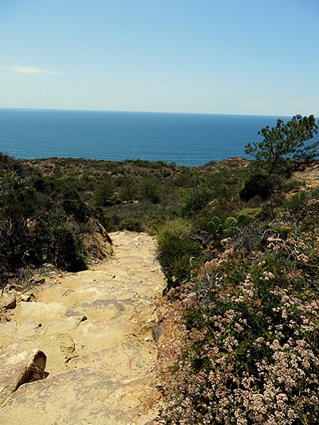 These stone stairs were one of the originals trails in Torrey Pines Reserve