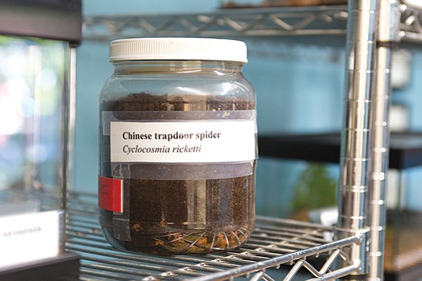There is a Chinese Trapdoor Spider living in this dirt-filled jar