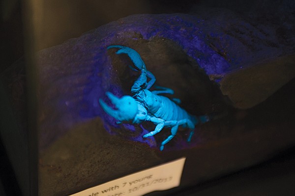 This scorpion glows under UV light 