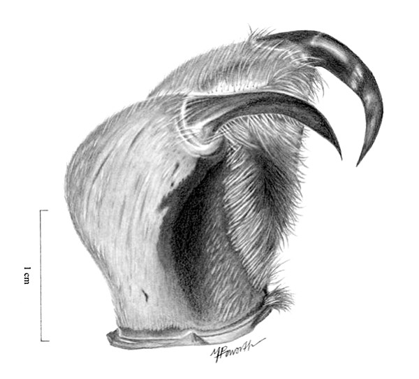 Howorth’s sketch of Bird Eating Spider fangs