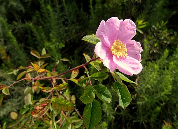 Look for blooming plants, such as the California rose.