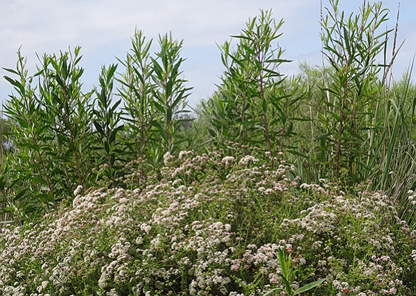 California buckwheat and mule-fat are common plants in the delta area.