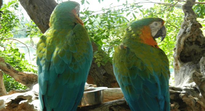 Rare Bahamian parrots on Grand Bahama Island. Years ago, islanders ate them nearly to extinction.
