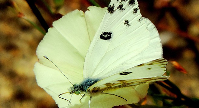 The checkered white is a common North American butterfly.