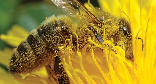 Bee pollinating a dandelion
