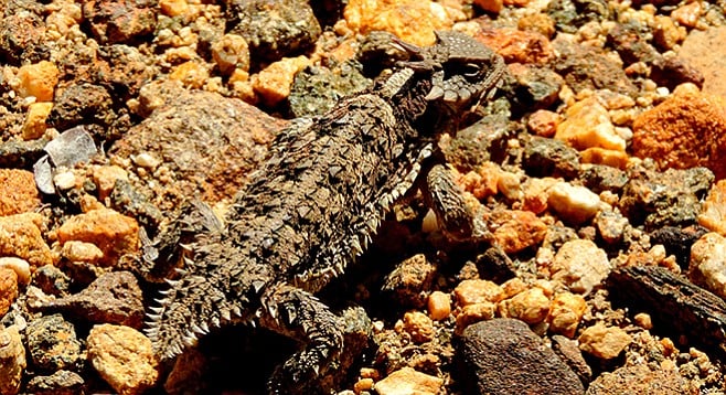 A horned lizard hides in plain sight on the trail.
