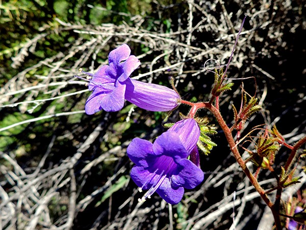 Wild canterbury bells add color to the trail in Barker Valley