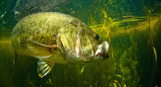 Large mouth bass - Image by Andy Bowlin