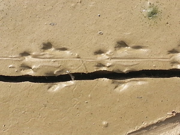 Kangaroo rat tracks