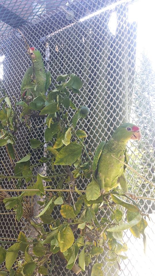 SoCal Parrot sanctuary and rehabilitation in Jamul