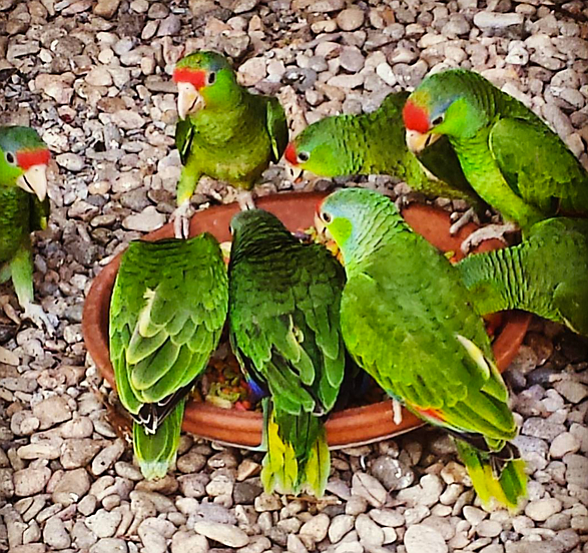 Parrots at SoCal Parrot sanctuary in Jamul