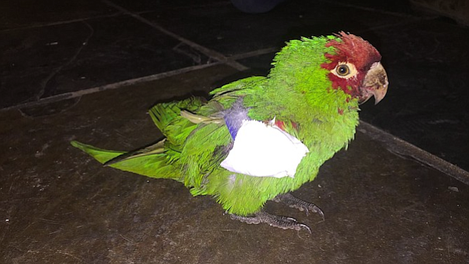 This red-masked conure — shot in Point Loma at Talbot Street and Gage Drive in Point Loma — succumbed to its injuries on February 24.
