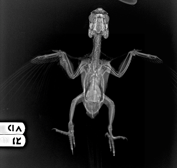 X-ray of red-masked conure that was shot in Point Loma