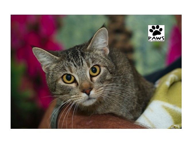 PAWS of Coronado Pet of the Week - Skylar, a Brown Tabby Cat for Adoption
