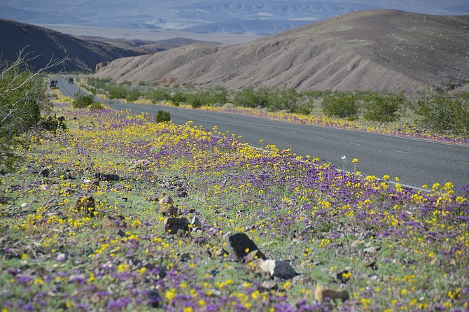 Wildflowers in Mud Canyon