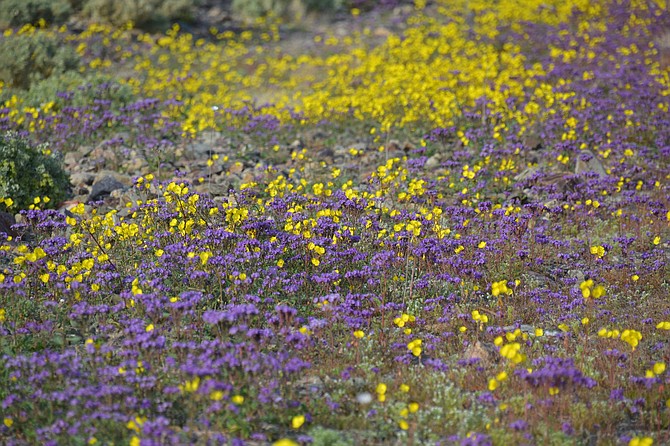 Golden Evening Primrose and Purple Phacelia