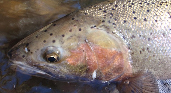 Southern California steelhead trout