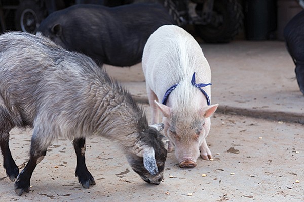 A goat and pig graze on cereal