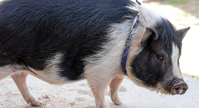 Slowly, the population of Grazin’ Pig Acres grew | San Diego Reader