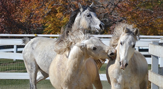 “When you talk about companion horses, some are companions for other horses,” says Gary Adler, who runs Pegasus Rising.