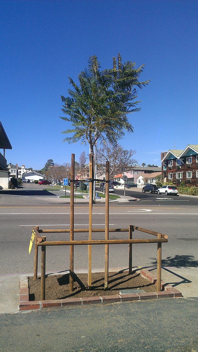 One of three much smaller Jacarandas planted by the PLA in front of the Village Store on Rosecrans recently.