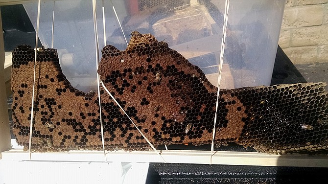 Honeycomb by JR Bees