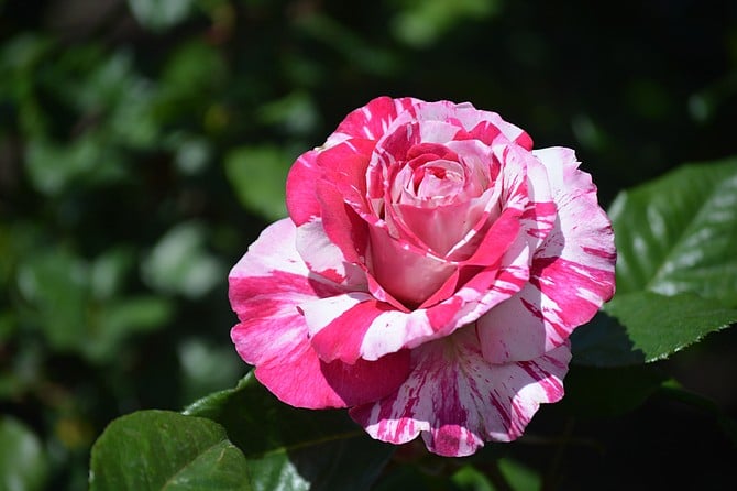 Rose at Balboa park.