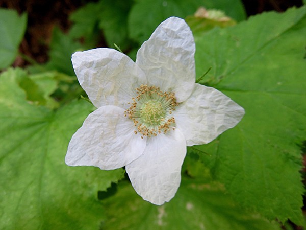 Look for thimbleberry along the trail.