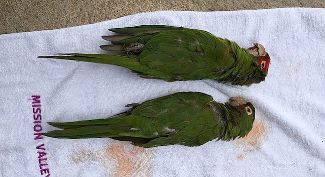 The death rate of the near-threatened red-masked conure has spiked in the past month.