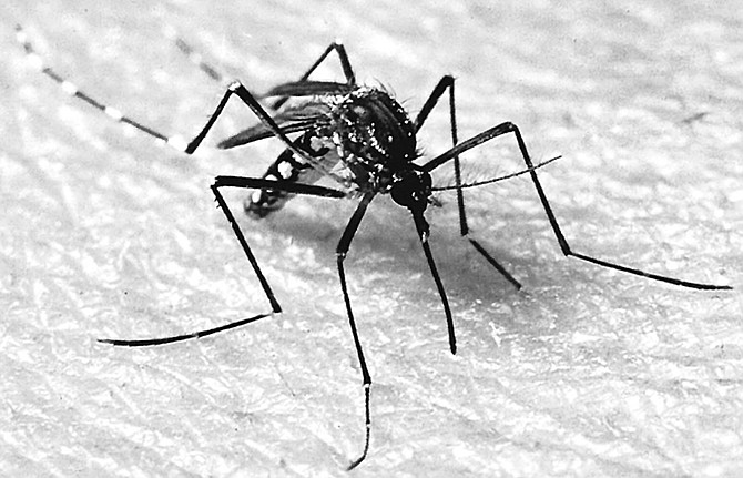 Mosquito, Aedes aegypti. "I can go out in the back yard at dusk, and two or three mosquitoes will come after me, mostly Aedes, which is a good biter, and it's because we have water around here."