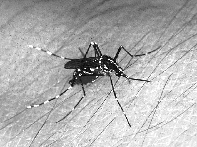 The Southeast Asian tiger mosquito carries encephalitis and a few other things. It's constantly being introduced to the state in these shipments of 'Heavenly Bamboo' -- they sell it at the Del Mar fair.
