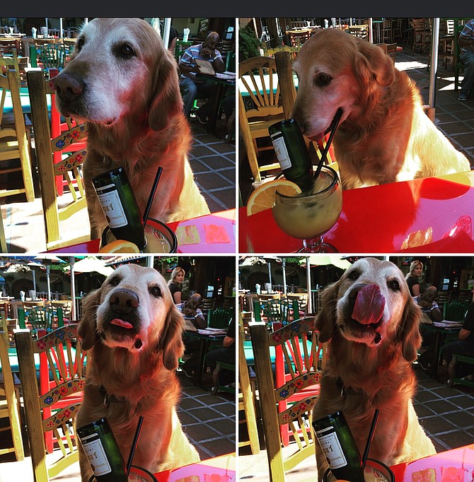 Mr. Leo the Golden (insta famous dog), getting his Funday Sunday on with his owner Brian and Jessica at Fred's Mexican Cafe in Old Town, best Happy Hour in Old Town. 
