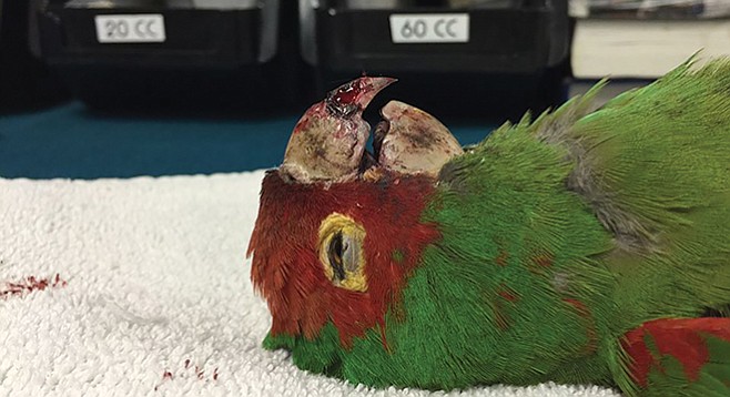 Victim number 5, found on Keats Street on March 2
 - Image by Photograph courtesy of Socal Parrot