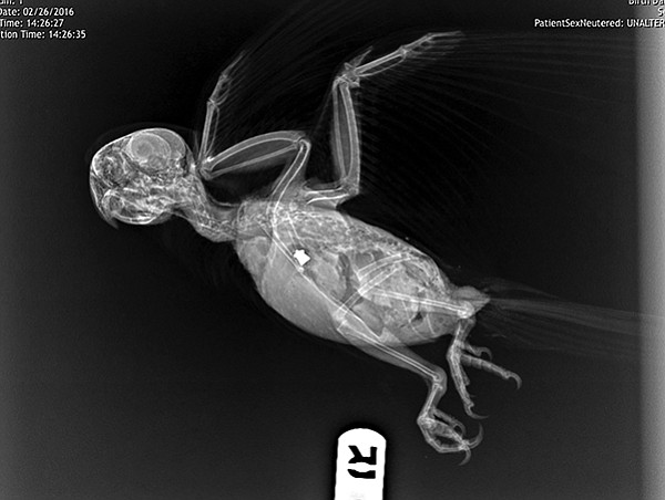 X-ray of red-masked conure that was shot in Point Loma February 22