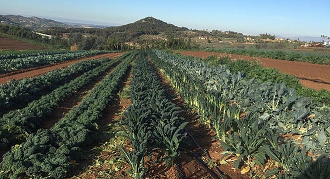 Red Russian, curly green, and Tuscano kale grow at Adam Maciel Organic Farm in Bonsall. - Image by Adam Maciel