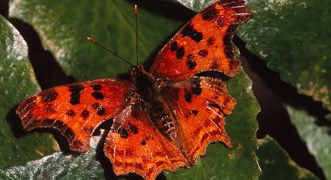 Satyr anglewing butterfly