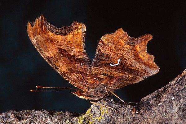 The Satyr angelwing butterfly’s bottom wings are distinctly different.