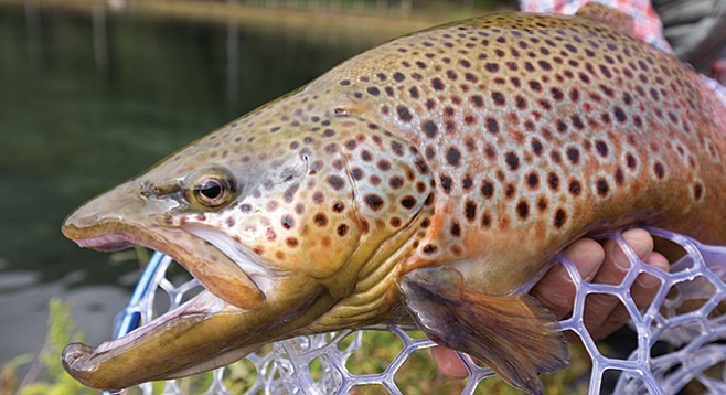 What do brown trout eat? Small rainbows!
