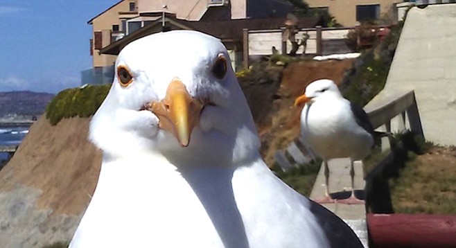 Image result for images seagulls rampaging seagulls