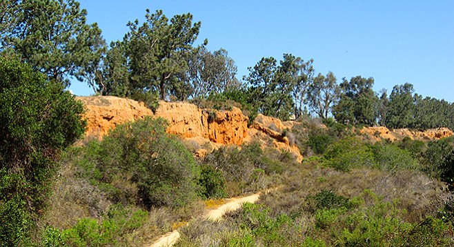 The lower trail follows a bluff lined with Torrey pines.