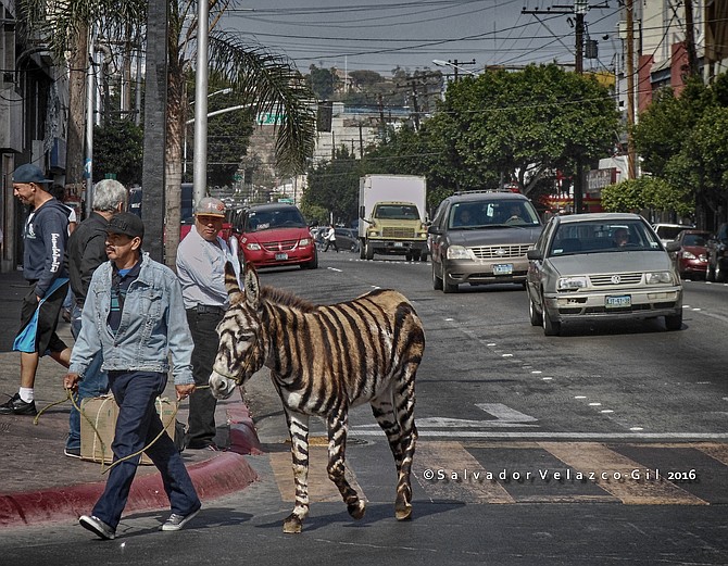 Neighborhood Photos
TIJUANA,BAJA CALIFORNIA,MEXICO
A Donkey-Zebra on its way to work on Revolucion Avenue in Tijuana / Un Burro-Cebra rumbo a su trabajo en Avenida Revolucion en Tijuana.