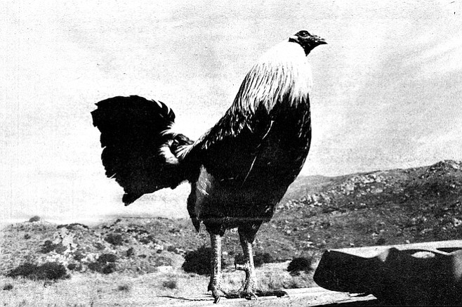 The sport survives around here — in Escondido, Solana Beach, Harbison Canyon, La Mesa, San Marcos, and Eden Gardens — but that kind of cockfighting is very secretive and done on a small scale - Image by Robert Burroughs