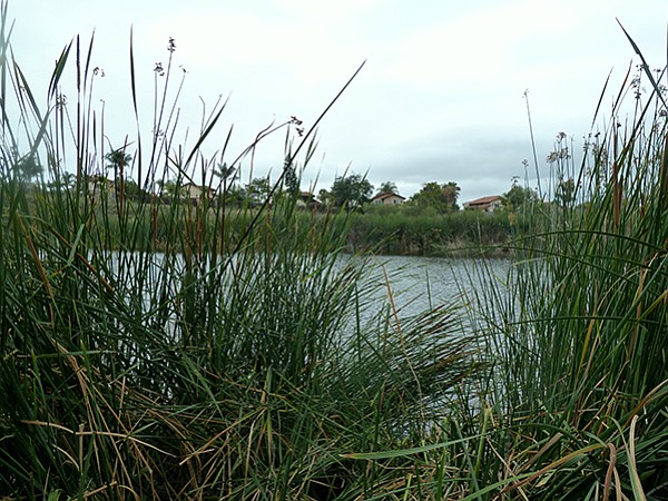 Guajome's upper pond