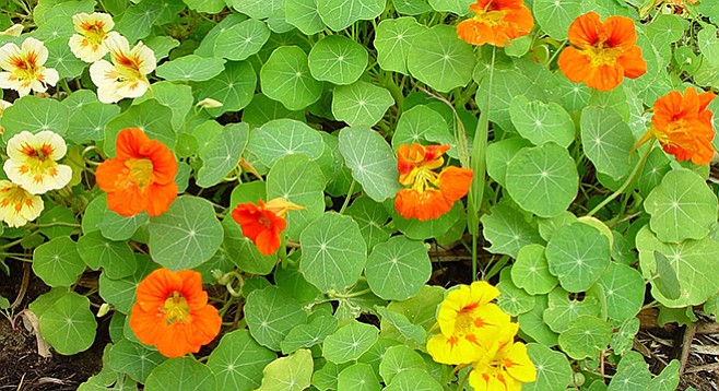 Nasturtium is a Peruvian plant with multicolored petals and leaves said to taste like watercress.